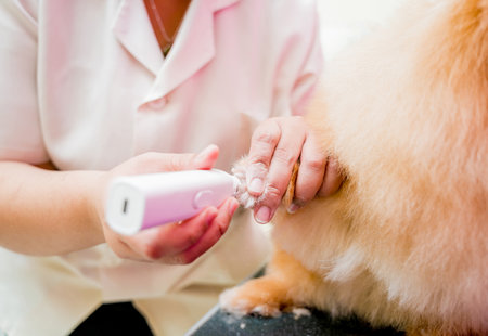 Groomer polishing claws a Pomeranian dog at grooming salonの写真素材