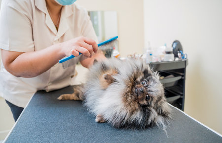 Groomer with protective face masks cutting Pomeranian dog at grooming salon.の写真素材