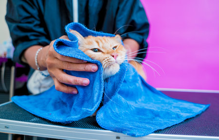 Groomer wipes a beautiful red cat after washing in at grooming salonの写真素材