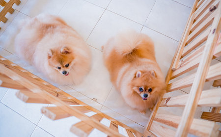 Portrait of cute pomeranian dog at the grooming salonの写真素材