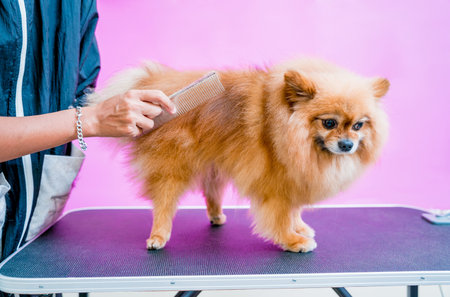 Groomer cutting Pomeranian dog at grooming salon.の写真素材
