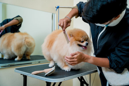 Groomer with protective face masks cutting Pomeranian dog at grooming salon.の写真素材