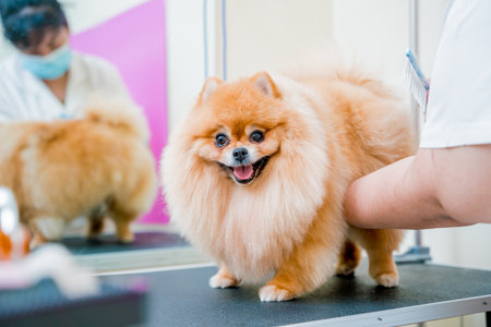 Groomer with protective face masks cutting Pomeranian dog at grooming salon.の写真素材