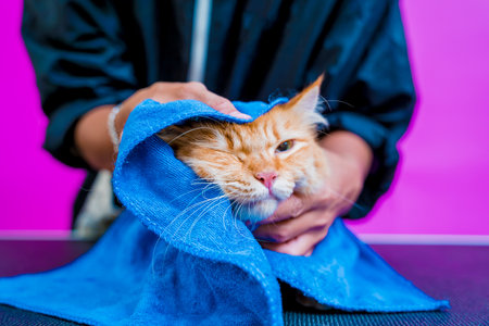 Groomer wipes a beautiful red cat after washing in at grooming salonの写真素材