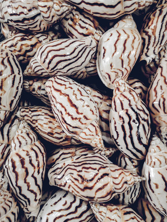 Wall decorated with scallop shells in a row.