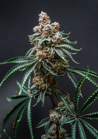 Beautiful cannabis big bud on the dark grey background