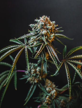 Beautiful cannabis big bud on the dark grey background