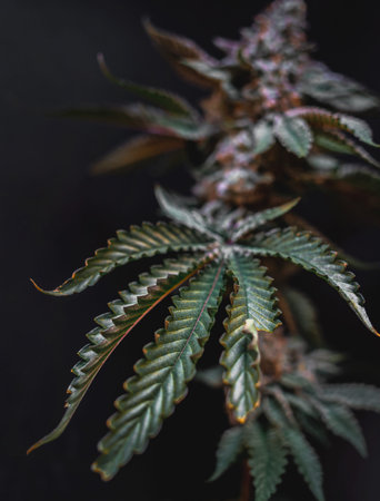 Beautiful cannabis big bud on the dark grey background