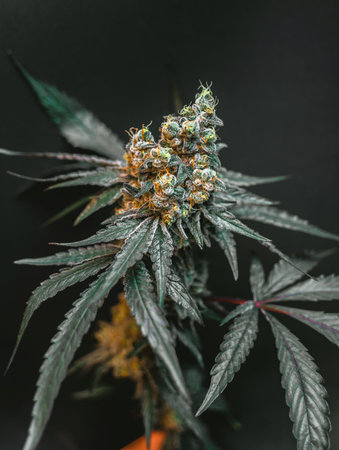 Beautiful cannabis big bud on the dark grey background