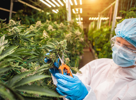 Female researcher cutting cannabis leaves and buds in a greenhouse