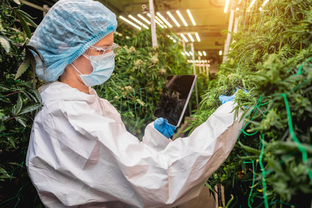 Female researcher examine cannabis leaves and buds in a greenhouse enters data into a tablet.の写真素材