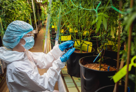 Female researcher examine cannabis leaves and buds in a greenhouse.