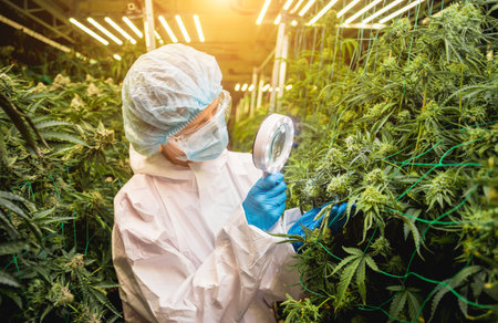 Female researcher examine cannabis leaves and buds in a greenhouse.