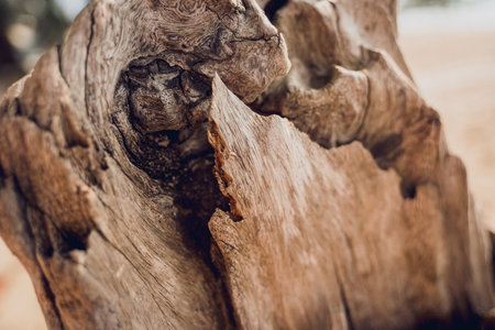 A part of wooden trunk resembling a flowerの写真素材