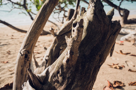 A part of wooden trunk resembling a flowerの写真素材