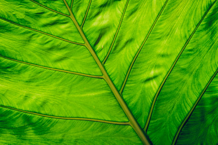 A big green leaf texture with brown spotsの写真素材