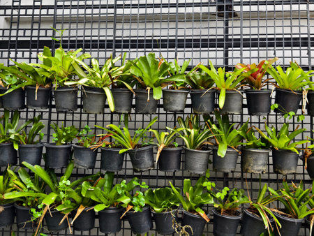 Potted plants hanging on a wall with various foliage and bloomsの写真素材