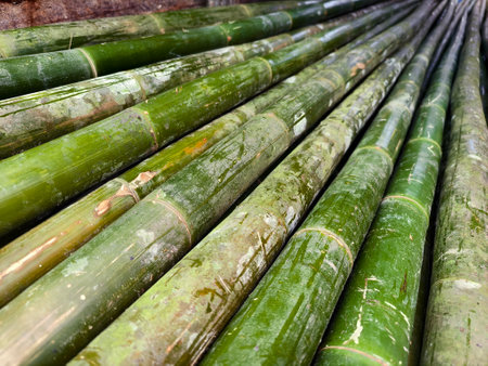 A collection of green bamboo rods piled one on top of another in a stackの写真素材