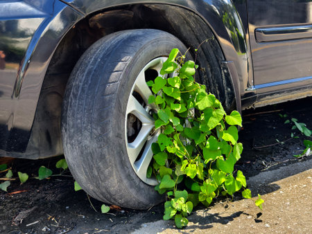 A black car that has a broken tire and is covered with leavesの写真素材