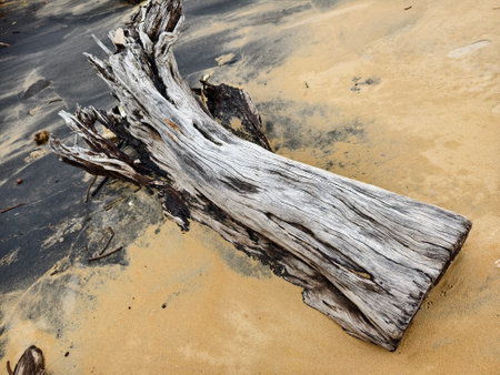 A large pile of driftwood is resting on top of a beautiful sandy beachの写真素材
