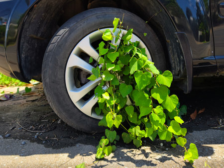 A black car that has a broken tire and is covered with leavesの写真素材