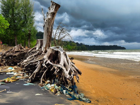 A tree stump is currently laying on the beach close to the oceanの写真素材