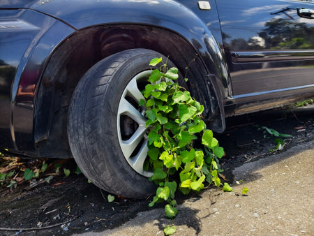 A black car that has a broken tire and is covered with leavesの写真素材