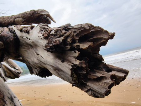 large pile consisting of branches and twigs located on the beachの写真素材