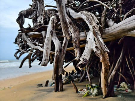 A tree stump is currently laying on the beach close to the oceanの写真素材