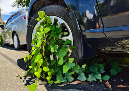 A black car that has a broken tire and is covered with leavesの写真素材