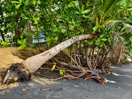 A large pile of driftwood is resting on top of a sandy beachの写真素材