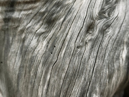 Texture of wood, highlighting the intricate texture of the wood