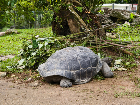 Tortoise resting on the lush green grassの写真素材