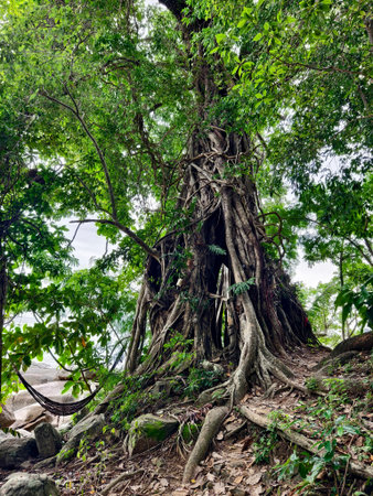 A majestic and impressive tree with intricate roots