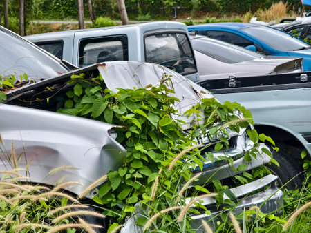 Abandoned cars after accidents in a dense overgrown settingの写真素材