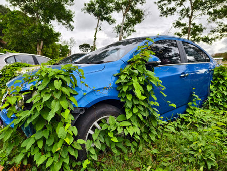 Abandoned cars after accidents in a dense overgrown settingの写真素材