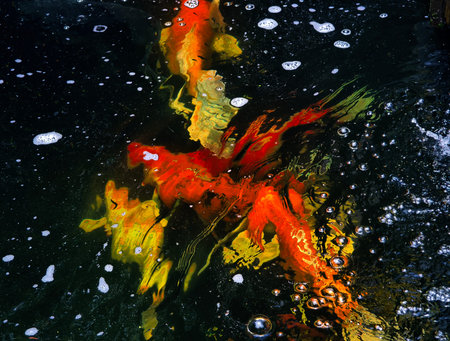 A vibrant group of colorful fish gracefully swimming around in a serene pondの写真素材