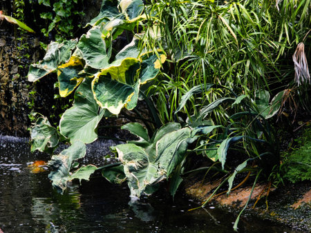 Serene pond complete with a beautiful waterfall and fish swimming gracefullyの写真素材
