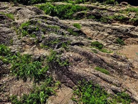 A detailed closeup view of a rocky surface showcasing grass that is growing out the crevices.の写真素材
