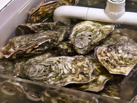 A large bunch of fresh oysters are sitting inside a glass containerの写真素材