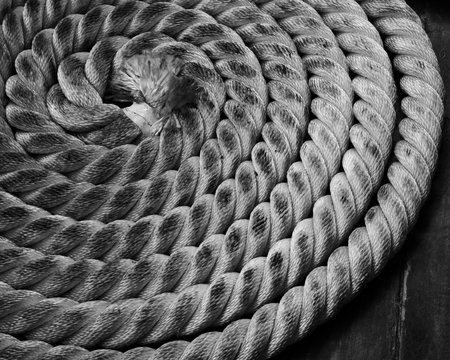 A sailor ropes is laying spread out on a wooden floorの写真素材