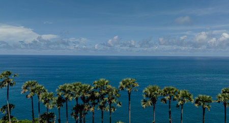 A large row of palm trees against the backdrop of a vast ocean coastline