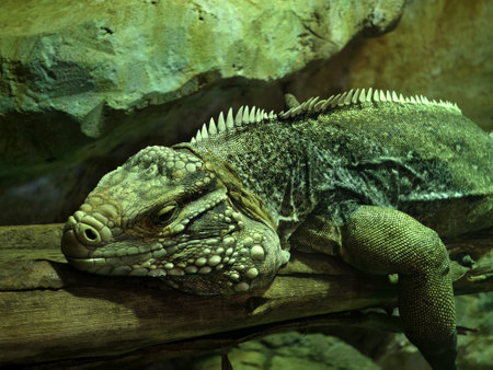 A lizard resting on a branch in its natural habitatの写真素材