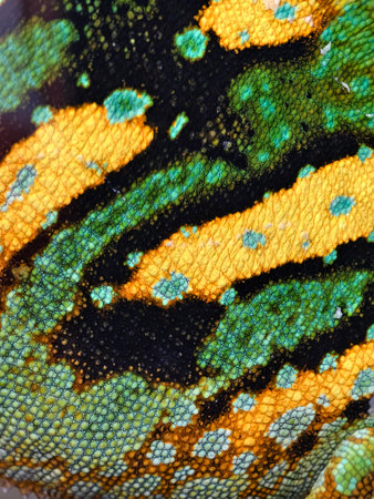 Close up of green chameleon skin highlighting natures craftsmanship.の写真素材