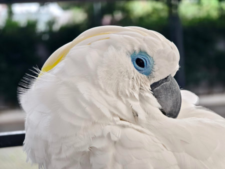 The majestic white cockatoo with its unique blue eye featureの写真素材