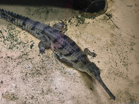 Rare underwater view of a crocodile on the riverbedの写真素材