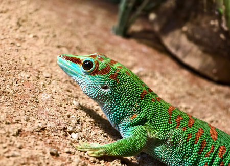 A colorful gecko resting on a sand surface in natural habitat