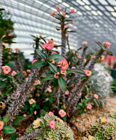 Textured flower and cactus arrangement for landscape gardensの写真素材