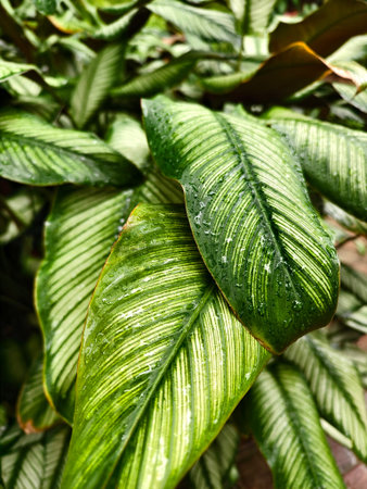 Glossy variegated leaves with pronounced veins, overlapping tropical foliage with striped patternsの写真素材