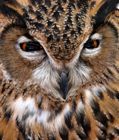 Closeup eagle owl face amber eyes and mottled plumageの写真素材